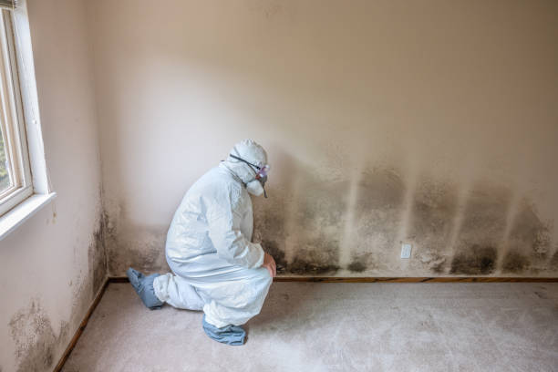 Asbestos and Lead Testing During Mold Inspection in Goldthwaite, TX